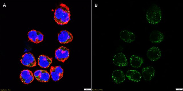 Anti-PD-L2/CD273 Antibody, clone 1B21 ZooMAb&#174; Rabbit Monoclonal recombinant, expressed in HEK 293 cells