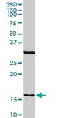 Monoclonal Anti-FIS1 antibody produced in mouse clone 1G9, purified immunoglobulin, buffered aqueous solution