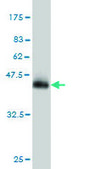 Monoclonal Anti-MTAP antibody produced in mouse clone 2G4, purified immunoglobulin, buffered aqueous solution