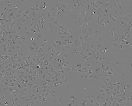 A549 Cell Line human NOTE: Both the cell line and DNA from the cell line may be available for this product. Please choose -1VL or VIAL for cells, or -DNA-5UG for DNA, 86012804, human lung (carcinoma), Epithelial