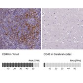 Anti-CD40 antibody produced in rabbit Prestige Antibodies&#174; Powered by Atlas Antibodies, affinity isolated antibody, buffered aqueous glycerol solution