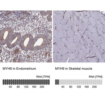 Anti-MYH9 antibody produced in rabbit Prestige Antibodies&#174; Powered by Atlas Antibodies, affinity isolated antibody, buffered aqueous glycerol solution