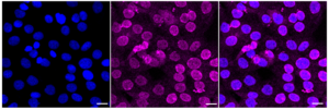 KD-Validated Anti C-terminal Src kinase Antibody, clone 23GB1920, Rabbit Monoclonal clone 23GB1920, recombinant rabbit monoclonal, expressed in HEK293 cells