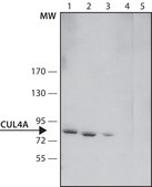 Anti-Cullin-4A antibody produced in rabbit ~1.5&#160;mg/mL, affinity isolated antibody, buffered aqueous solution