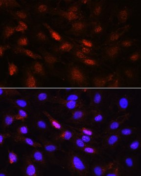 Anti-Phospho-Jak1-Y1022/1023 antibody produced in rabbit