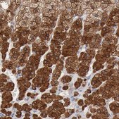 Anti-RDX antibody produced in rabbit Prestige Antibodies&#174; Powered by Atlas Antibodies, affinity isolated antibody, buffered aqueous glycerol solution