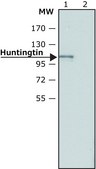 Anti-Huntingtin (N-terminal) antibody produced in rabbit affinity isolated antibody, buffered aqueous solution