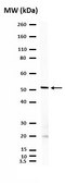 Anti-Cone Arrestin Antibody Chemicon&#174;, from rabbit