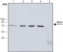 Anti-Atg7 antibody, Mouse monoclonal clone ATG7-13, purified from hybridoma cell culture