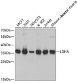 Anti-LDHA antibody produced in rabbit