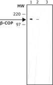 Monoclonal Anti-&#946;-COP antibody produced in mouse clone maD, ascites fluid