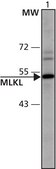 Anti-MLKL (58-70) antibody produced in rabbit IgG fraction of antiserum, buffered aqueous solution