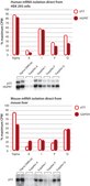 GenElute&#8482; Direct mRNA Miniprep Kits sufficient for 10&#160;purifications