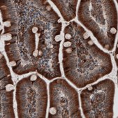 Monoclonal Anti-PDIA3 antibody produced in mouse Prestige Antibodies&#174; Powered by Atlas Antibodies, clone CL2446, purified immunoglobulin, buffered aqueous glycerol solution