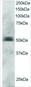 Anti-PAX5/BSAP antibody produced in goat affinity isolated antibody, buffered aqueous solution