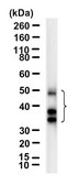 Anti-TCF7/TCF1 Antibody, clone 1H9 ZooMAb&#174; Rabbit Monoclonal recombinant, expressed in HEK 293 cells