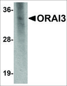 Monoclonal Anti-ORAI3 antibody produced in mouse clone 2H2G9, purified immunoglobulin, buffered aqueous solution
