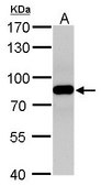 Anti-VPS35 (C-terminal) antibody produced in rabbit affinity isolated antibody, buffered aqueous solution