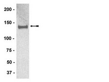 Anti-IRS1 Antibody, clone AW58, rabbit monoclonal culture supernatant, clone AW58, Upstate&#174;