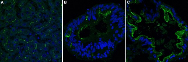Anti-MRP2 Antibody, clone 1B2 ZooMAb&#174; Rabbit Monoclonal recombinant, expressed in HEK 293 cells