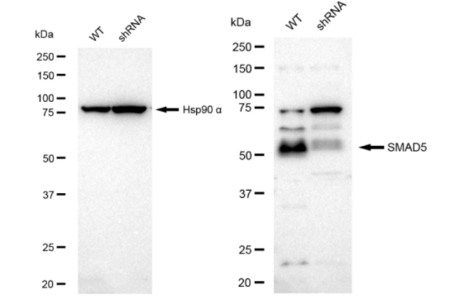 KD-Validated Anti SMAD5 Antibody, clone 23GB2910, Rabbit Monoclonal clone 23GB2910, recombinant rabbit monoclonal, expressed in HEK293 cells