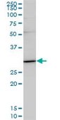 Monoclonal Anti-TRADD, (C-terminal) antibody produced in mouse clone 3G1, purified immunoglobulin, buffered aqueous solution