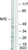 Anti-NRF2 antibody produced in rabbit affinity isolated antibody