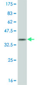Monoclonal Anti-OLIG1 antibody produced in mouse clone 2A4, purified immunoglobulin, buffered aqueous solution