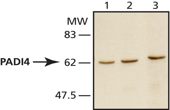 Anti-PADI4 antibody produced in rabbit IgG fraction of antiserum, buffered aqueous solution