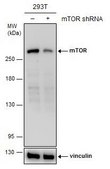 Monoclonal Anti-mTOR antibody produced in mouse clone GT6611, affinity isolated antibody