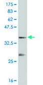 Monoclonal Anti-IPF1 antibody produced in mouse clone 3F10, purified immunoglobulin, buffered aqueous solution