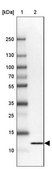 Anti-FKBP1A antibody produced in rabbit Prestige Antibodies® Powered by Atlas Antibodies, affinity isolated antibody, buffered aqueous glycerol solution
