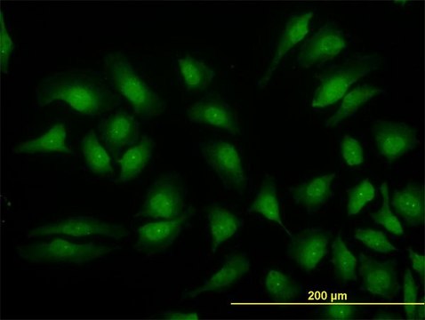 Monoclonal Anti-MAPK3, (C-terminal) antibody produced in mouse clone 1B1, purified immunoglobulin, buffered aqueous solution