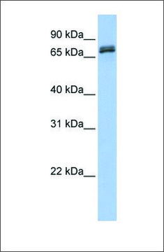 Anti-DYNC1I1 antibody produced in rabbit affinity isolated antibody