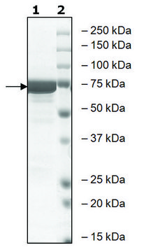 GSK3&#946; active human recombinant, expressed in baculovirus infected Sf9 cells, &#8805;80% (SDS-PAGE)