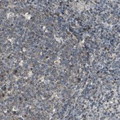 Anti-IRF3 antibody produced in rabbit Prestige Antibodies&#174; Powered by Atlas Antibodies, affinity isolated antibody, buffered aqueous glycerol solution