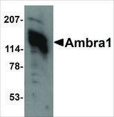 Anti-Ambra1 (ab1) antibody produced in rabbit affinity isolated antibody, buffered aqueous solution