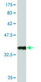 Monoclonal Anti-NPY, (C-terminal) antibody produced in mouse clone 2C10, purified immunoglobulin, buffered aqueous solution