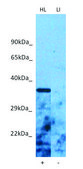 Anti-DNASE1 (N-terminal) antibody produced in rabbit affinity isolated antibody