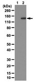 Anti-phospho-MYPT1 (Thr696) Antibody from rabbit, purified by affinity chromatography