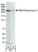 Goat anti-RNA Polymerase II Antibody, Affinity Purified Powered by Bethyl Laboratories, Inc.
