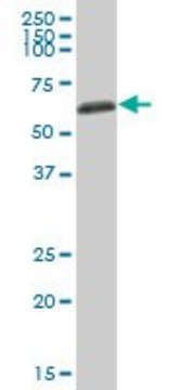 Anti-AHSG antibody produced in mouse purified immunoglobulin, buffered aqueous solution