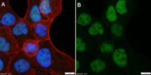 Anti-Cdc25A Antibody, clone 1M11 ZooMAb&#174; Rabbit Monoclonal recombinant, expressed in HEK 293 cells