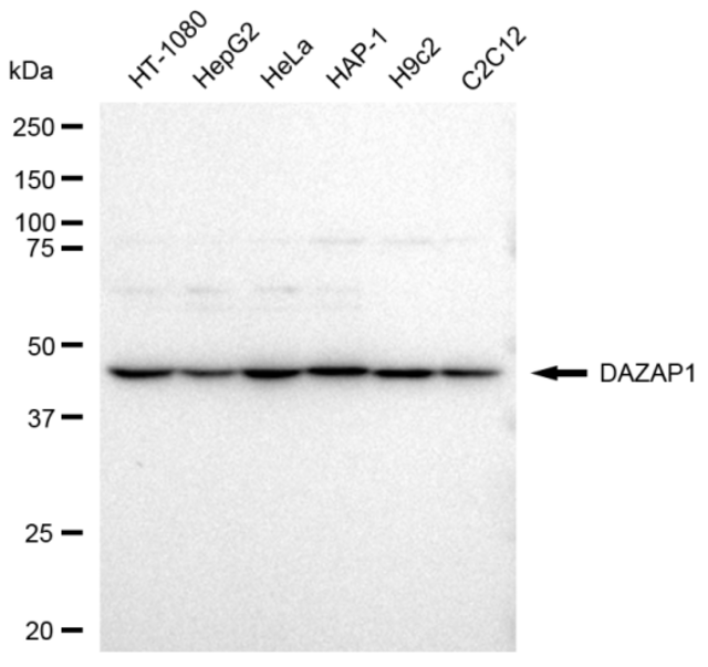 Anti DAZAP1 Antibody, clone 23GB3540, Rabbit Monoclonal clone 23GB3540, recombinant rabbit monoclonal, expressed in HEK293 cells