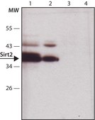 Anti-Sirt2 antibody produced in rabbit affinity isolated antibody, buffered aqueous solution