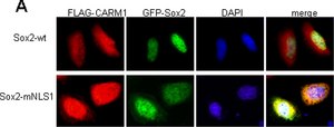 Anti-Sox2 Antibody Chemicon®, from rabbit