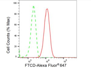 Anti FTCD Antibody, clone 23GB5765, Rabbit Monoclonal clone 23GB5765, recombinant rabbit monoclonal, expressed in HEK293 cells