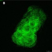 Anti-BMP-2 Antibody, clone 4O5 ZooMAb® Rabbit Monoclonal recombinant, expressed in HEK 293 cells