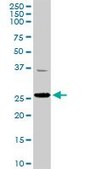 Anti-TFAM antibody produced in rabbit purified immunoglobulin, buffered aqueous solution