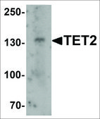 Anti-TET2 antibody produced in rabbit affinity isolated antibody